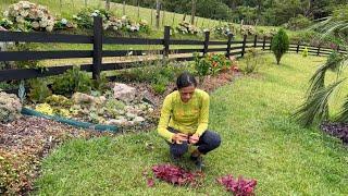 FAÇA ISSO E TENHA UM JARDIM LINDO CHEIO DE PLANTAS GASTANDO POUCO DINHEIRO