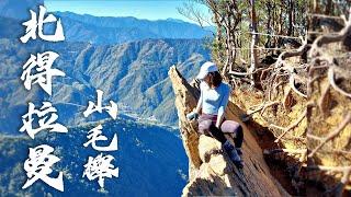 【北得拉曼】巨木｜內鳥嘴山｜迴音谷｜錯過了黃金山毛櫸嗎?  五彩繽紛之旅！