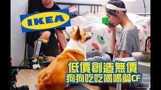 柯基犬肥油 X IKEA 低價創造無價 狗狗吃吃喝喝篇 CF