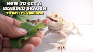 How To Get Any Bearded Dragon To Eat It’s Veggies! *Guaranteed To Work*