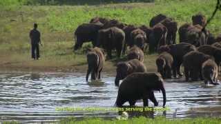 Elephant Transit Home