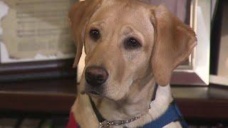 Pets Helping Vets: Nonprofits train service dogs to help veterans with PTSD