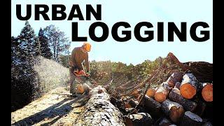 URBAN LOGGING - FREE firewood for labor!