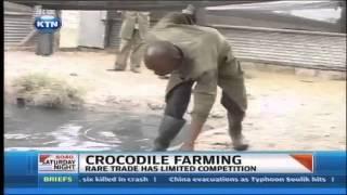 Crocodile farming in Kirinyaga earns farmer a fortune