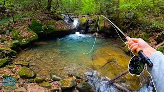 Fly Fishing for MY BIGGEST BROOK TROUT EVER!! (New PB)