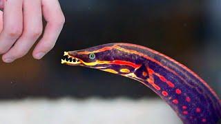 FIRE EEL SHOCKS GUY!