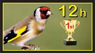 12h Maestro GOLDFINCH Champoin