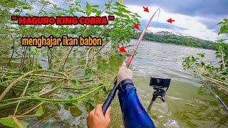 JORAN TERKUAT TURUN GUNUNG‼️MAGURO KING COBRA MENGHAJAR NILA BABON|mancing ikan nila di waduk lahor