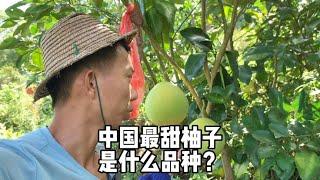 中国最甜的柚子是什么品种？广西容县7种常见的柚子，你吃过吗？