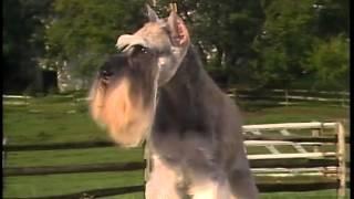 Miniature Schnauzer - AKC Dog Breed Series