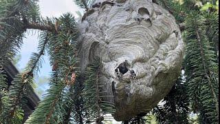 Bald face hornet nest treated with Raid. Does Raid wasp and hornet spray work