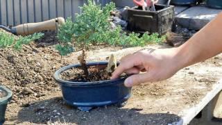 Bonsai Basics : Watering your Bonsai Tree