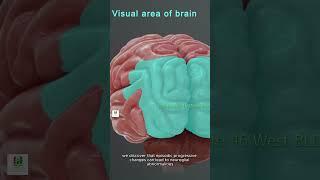 Igniting the Mind: Exploring the Kindling Hypothesis and Its Impact on Brain Health