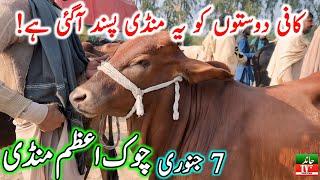 Chowk Azam Cow Mandi || Cholistani Ablk Sahiwal Bachre || Cow Mandi 2024 || Chand TV Punjab Farming