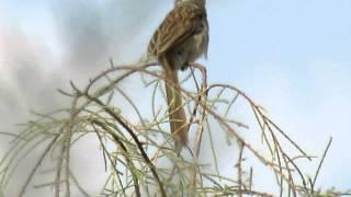 Prinia call-Part 2