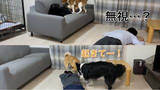 パパとママで対応が変わる犬の反応が面白かったw