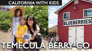 Blueberry Picking At Temecula Berry Co With Kids