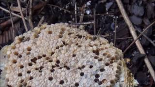 August Swarm Catch from an open air colony