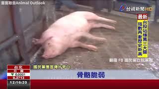 藍揭豬吃瘦肉精抽搐陳吉仲駁不實:回歸專業