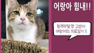 횡격막 탈장을 앓고있는 고양이 2편. The cat suffering from a diaphragmatic hernia 2.