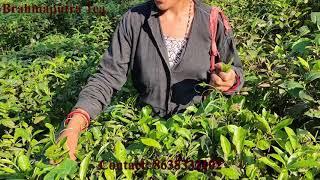 Assam Tea wholesale market