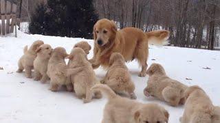 Golden Retriever Plays With Her Puppies | Puppy Pile