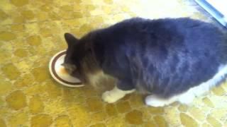 Omnivorous cat jonesin' for cantaloupe