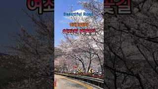 벚꽃 축제 진해 군항제 벚꽃 명소 여좌천 벚꽃 길 드라이브 Beautiful Road