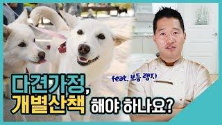 다견가정, 개별산책 해야 하나요?｜수밤라이브