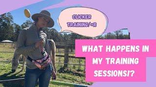 How I set up a clicker training (+R) session with my horses!