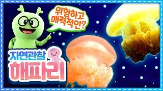 자연관찰 해파리ㅣExploring Nature Jellyfish ㅣ해파리ㅣ위험하고 매력적인 바다동물ㅣ바다에 사는 동물ㅣ튼튼영어