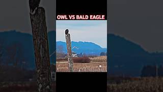 Bald eagle vs owl #trending #viralvideo #owl #eagle #animals #birdofprey #fighting