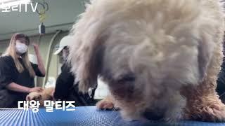 애견미용학원의 하루
