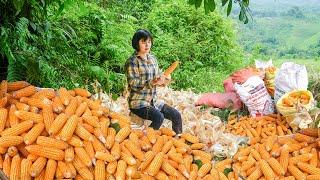 Bumper Corn Harvest, Dry Corn And Sell For Villager - Use Corn As Feed For Chickens, Ducks And Pigs