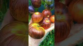 Загорелый помидор ТОП 5 сортов Впереди #рецепты #овощи #рецепт #вкусно #еда #огород #дача #кулинар