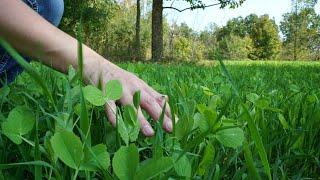 How To Create The PERFECT Food Plot