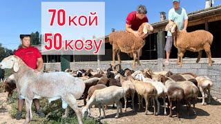 Сонун жаңылык!! Бул фермадан кой аттуунун баары сатылат  мыкты койлор 