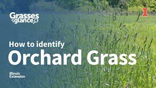 How to Identify Orchard Grass - Grasses at a Glance