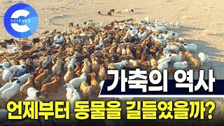 인간과 가축의 역사 | 다큐 프라임