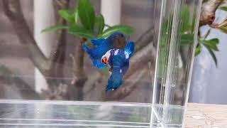 Cupang Blue Rim Marble (Betta Fish) High Quality by Aqualotus BRAM002