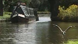 Heron low-level fly past x2 / Old narrowboat Grand Union Canal Weedon Bec Whitehall Farm CL 8/8/21