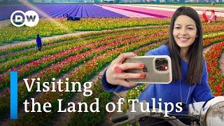 The Netherlands in Spring: Keukenhof and Tulip Barn – is the Tulip Hype Worth the Trip?