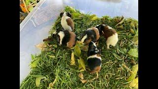 BABY GUINEA PIGS start eating straight away