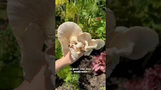 How to grow mushrooms in your garden, the easy way ‍🟫 #growyourown #mushrooms