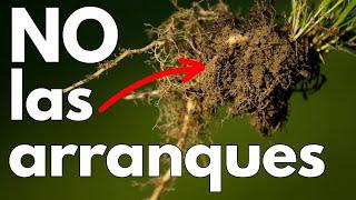 ¿Por qué no ARRANCAR las plantas?