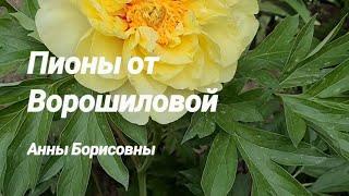 Расцвели пионы от Ворошиловой Анны Борисовны, посадка 2023 года.