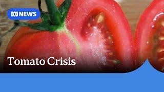 Tomato virus outbreak leads to supply chain disruptions, prompts price rise predictions | ABC News