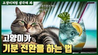 고양이가 기분전환이 필요할때 하는 행동  feat. 냥신은 쇼핑