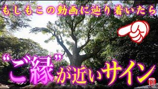 【注意️大事なお知らせがあります️】※見たら1分以内に再生して下さい️もし逃したら二度とありません※神さまが宿る御神木パワースポット️福岡県光岡八幡宮【遠隔参拝】【リモート参拝】