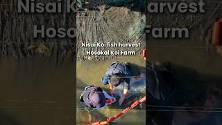 Nisai Koi Harvest deep in forest at Hosokai Koi Farm #koi #koifarm #nishikigoi